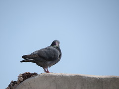 Columba livia