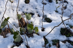 Sanguinaria canadensis