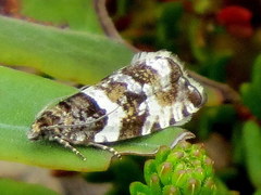 Olethreutes glaciana