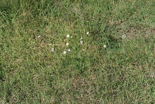 Lasiospermum bipinnatum, photograph 1