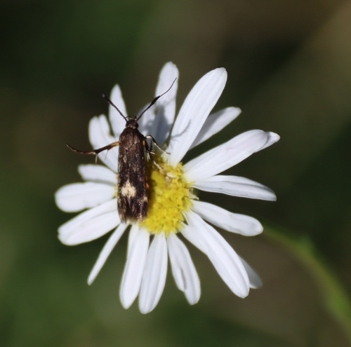 Lasiospermum bipinnatum, photograph 4