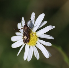 Lasiospermum bipinnatum, photograph (c) Tony Rebelo, some rights reserved (CC BY-SA)