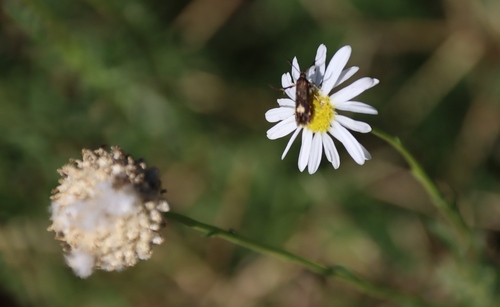 Lasiospermum bipinnatum, photograph 3