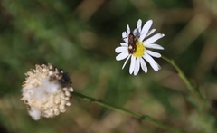 Lasiospermum bipinnatum, photograph (c) Tony Rebelo, some rights reserved (CC BY-SA)