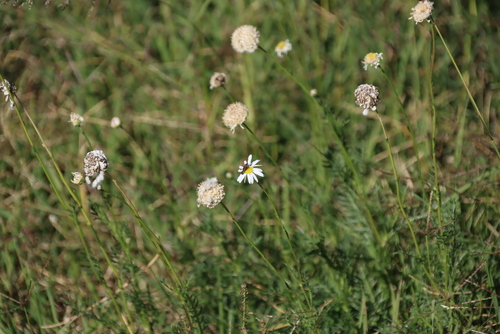 Lasiospermum bipinnatum