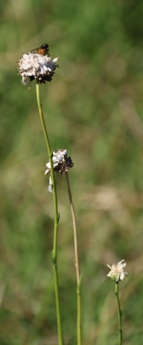 Lasiospermum bipinnatum, photograph 2