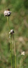 Lasiospermum bipinnatum, photograph (c) Tony Rebelo, some rights reserved (CC BY-SA)