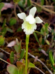 Arethusa bulbosa