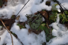 Trillium recurvatum