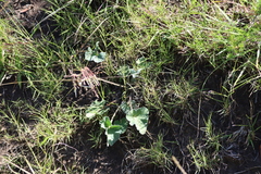 Pelargonium pulverulentum, photograph (c) Tony Rebelo, some rights reserved (CC BY-SA)