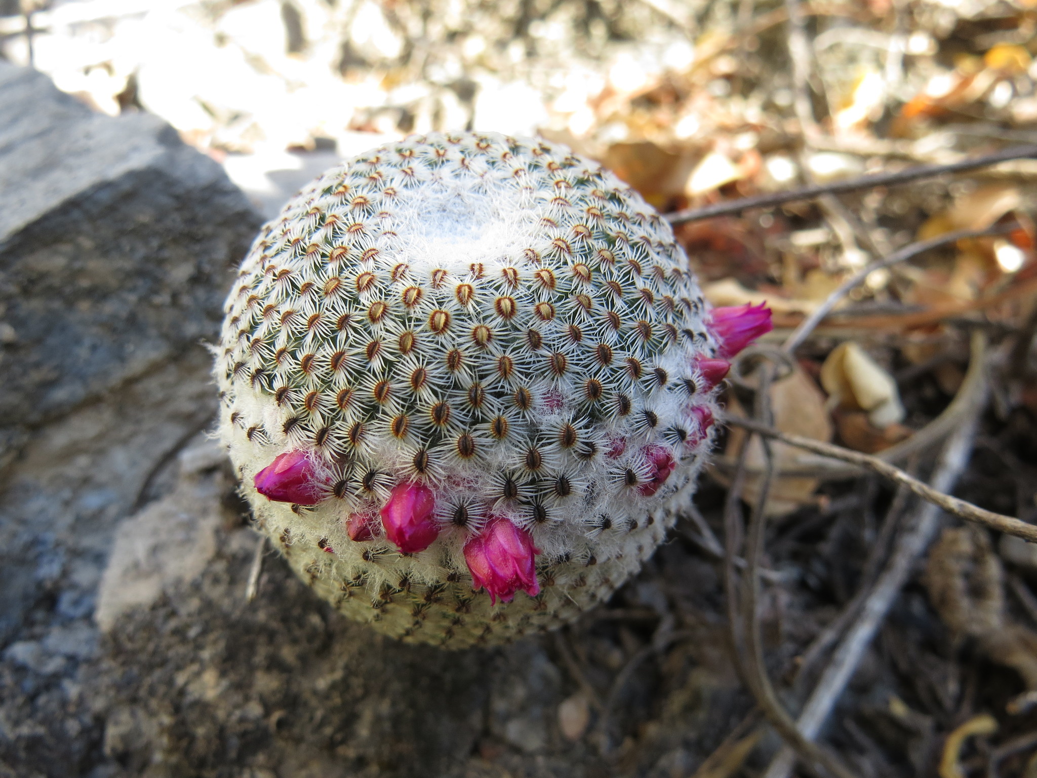 Mammillaria huitzilopochtli  iNaturalist