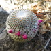 Mammillaria huitzilopochtli - Photo (c) Leticia Soriano Flores, some rights reserved (CC BY-NC), uploaded by Leticia Soriano Flores