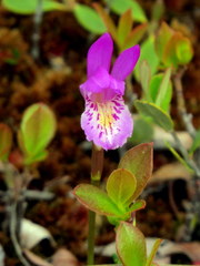 Arethusa bulbosa