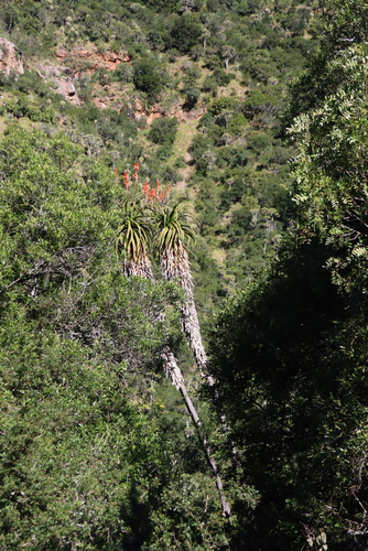 Aloe pluridens, photograph 5