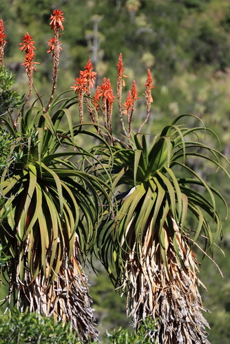 Aloe pluridens, photograph 4