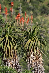 Aloe pluridens, photograph (c) Tony Rebelo, some rights reserved (CC BY-SA)