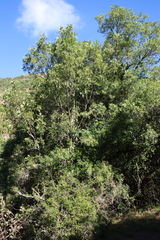 Ptaeroxylon obliquum, photograph (c) Tony Rebelo, some rights reserved (CC BY-SA)