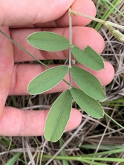 Tephrosia onobrychoides