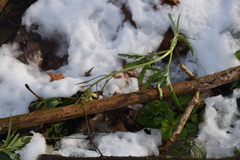 Cardamine concatenata
