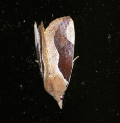 Hypocala guttiventris