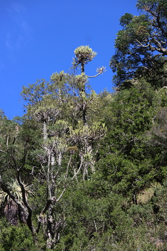 Euphorbia tetragona, photograph 1