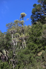 Euphorbia tetragona