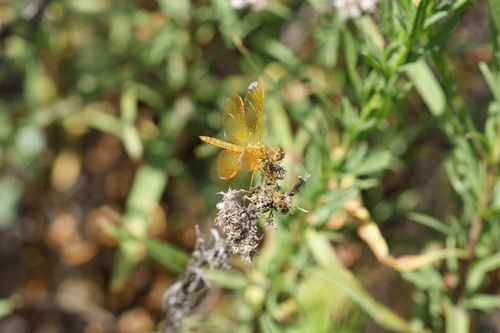 iNaturalist observation photo of Mexican Amberwing