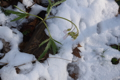 Cardamine concatenata
