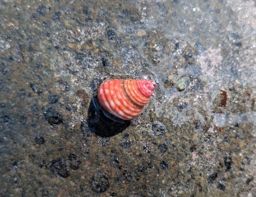 Micrelenchus purpureus observed 2026-04-26
