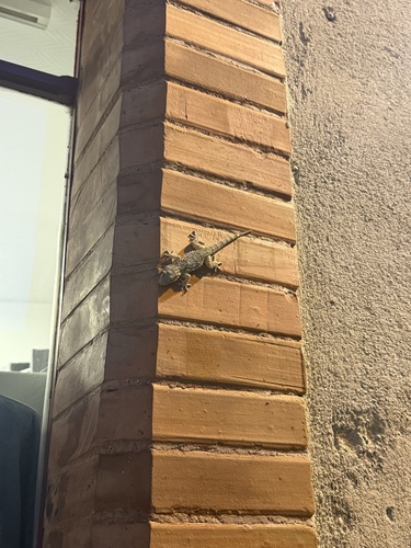Moorish Gecko