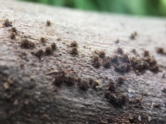 Echinosphaeria strigosa