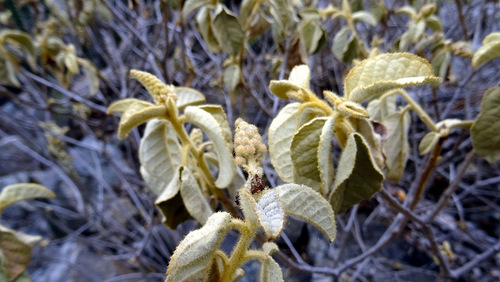 Croton chilensis, photograph 3