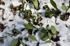 Sanguinaria canadensis