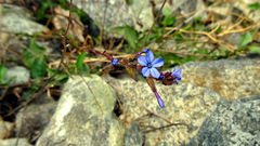 Plumbago caerulea, photograph (c) Jorge Muñoz Camadro, some rights reserved (CC BY)