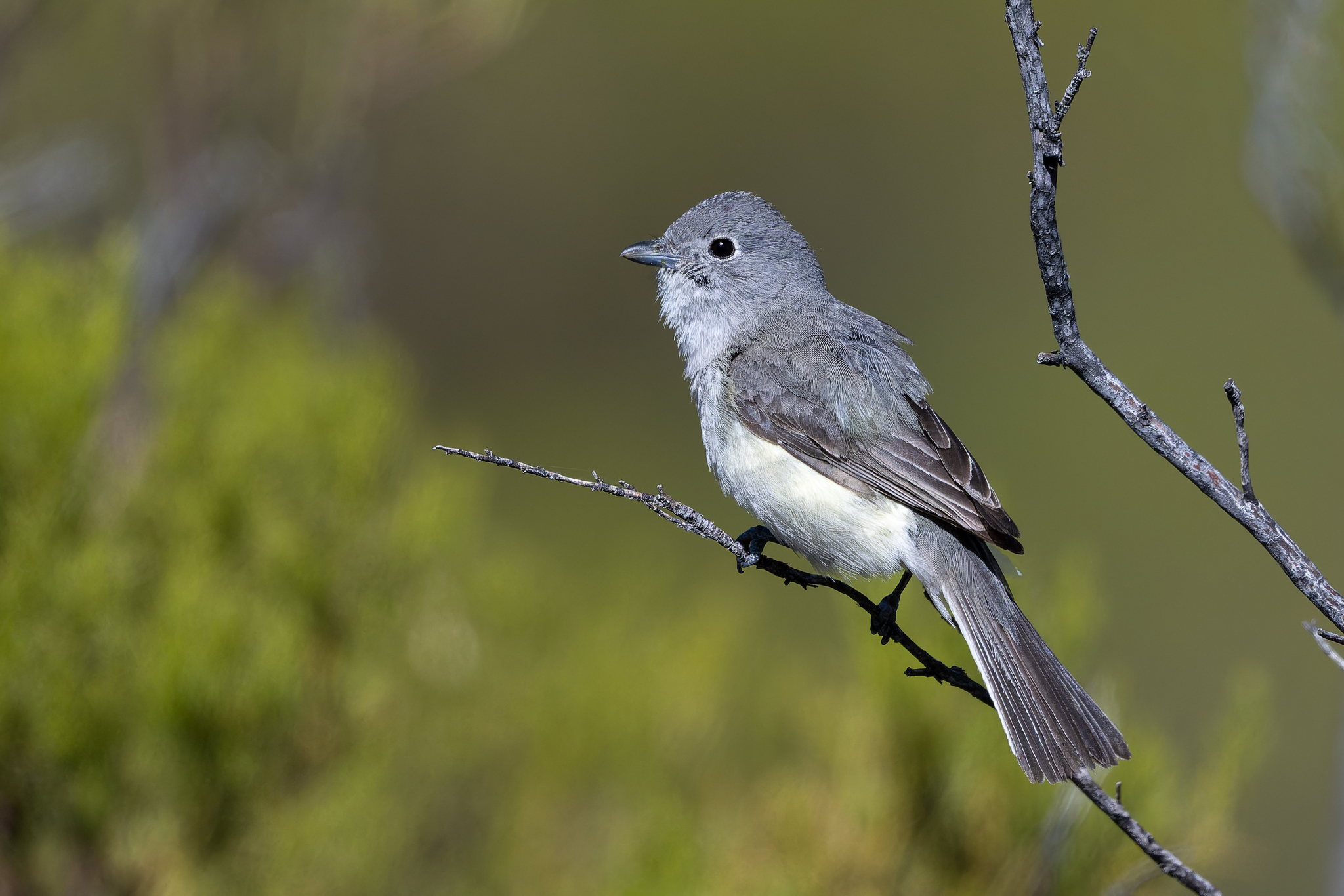 Grey Vireo (Vireo vicinior), photo 5
