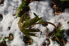 Podophyllum peltatum