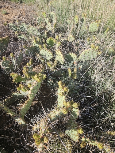 Plains Pricklypear