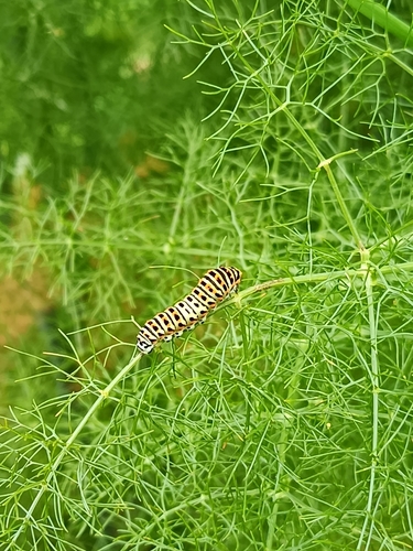 Old World Swallowtail