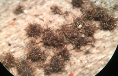 Echinosphaeria strigosa