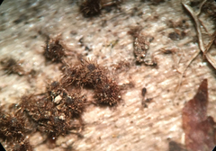 Echinosphaeria strigosa