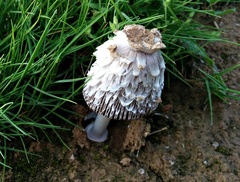 Coprinus xerophilus