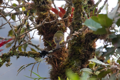 Myiophobus flavicans