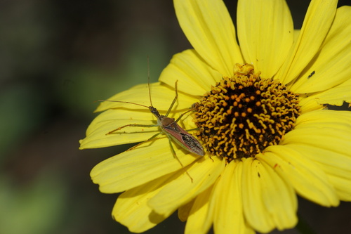 iNaturalist observation photo of Leafhopper Assassin Bug