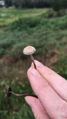Panaeolus cinctulus