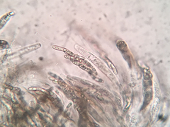 Echinosphaeria strigosa