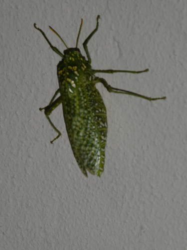 Photo of Silverspotted Bladderhopper (Physemacris variolosa)