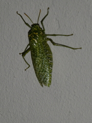 Physemacris variolosa