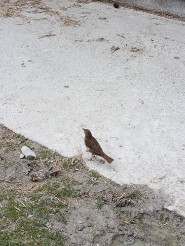 Song Thrush