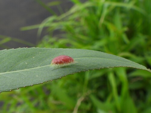 Willow Redgall Sawfly