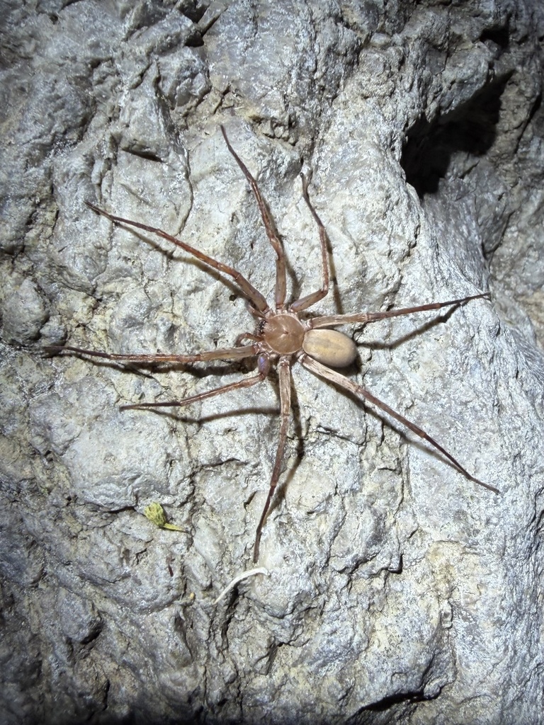Anachemmis aalbui